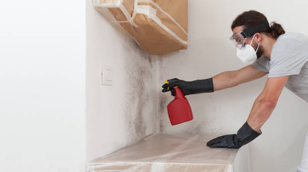 Professional Mold Cleanup technician working in Imler, PA