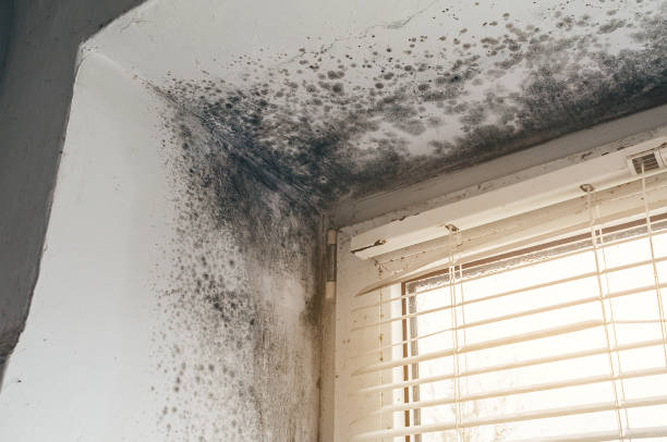 Affordable Mold Cleanup solutions in Imler, PA